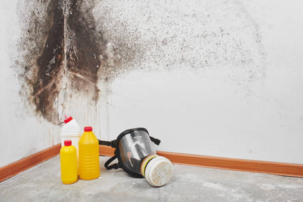 Best Crawl Space Mold Removal  in Columbia Falls, MT