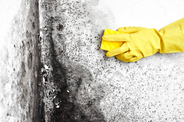 Best Office Mold Removal Services  in Columbia Falls, MT