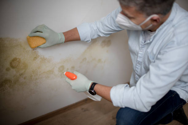 Best Certified Mold Removal  in Columbia Falls, MT