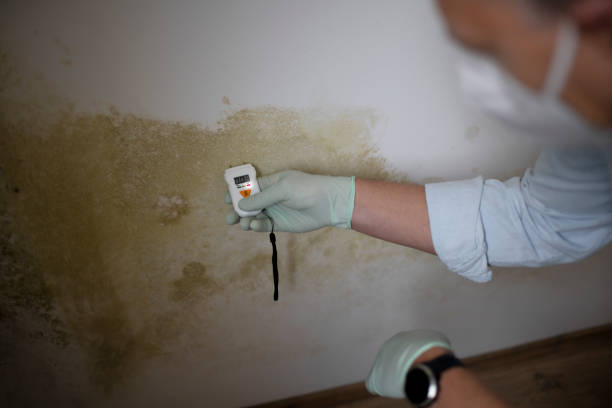 Best Toxic Mold Removal  in Columbia Falls, MT