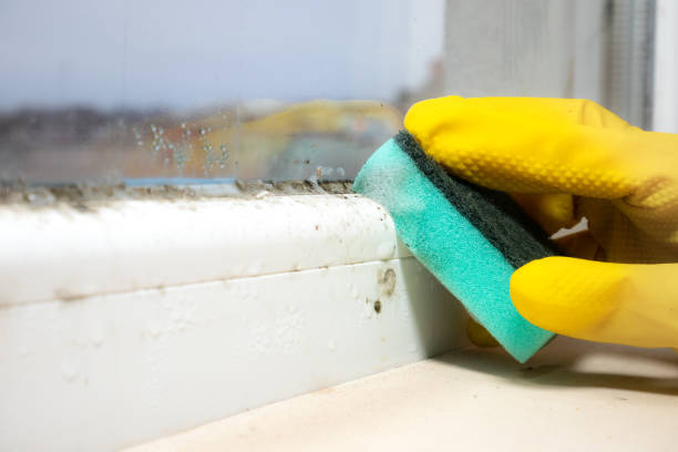 Trusted Columbia Falls, MT Mold Removal Experts