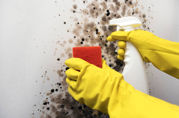 Best Mold Testing  in Columbia Falls, MT