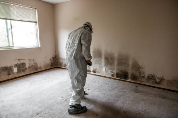 Best Local Mold Removal Service  in Columbia Falls, MT