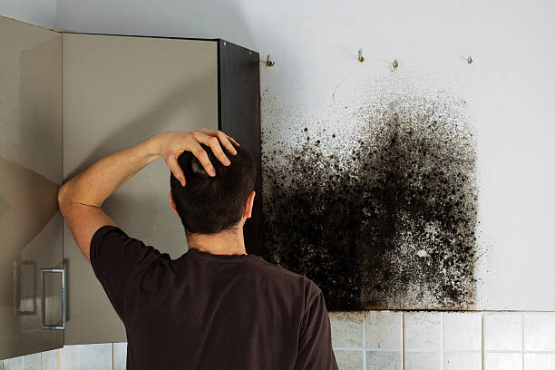 Best Emergency Mold Removal  in Columbia Falls, MT