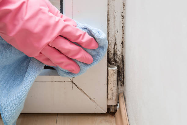 Best Mold Removal Company Near Me  in Columbia Falls, MT