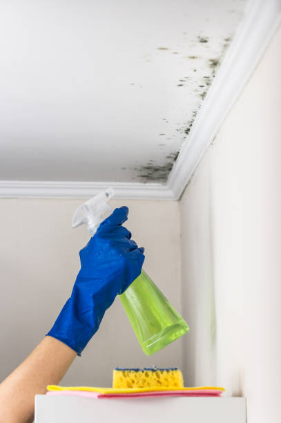 Best Certified Mold Removal  in Columbia Falls, MT