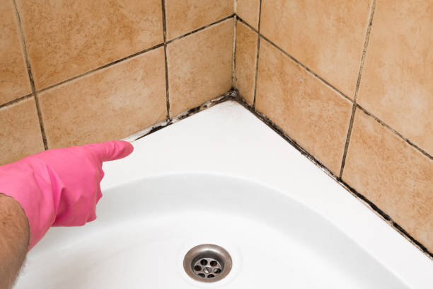 Certified Mold Removal in Columbia Falls, MT